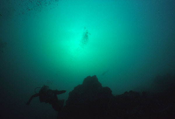 Hammerhead