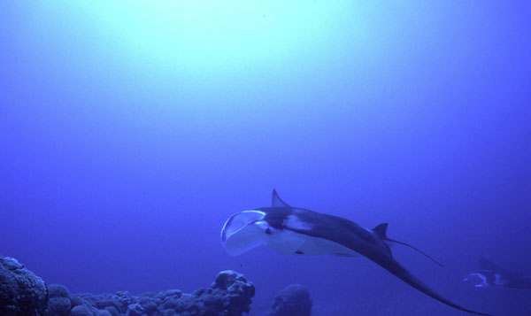 Manta