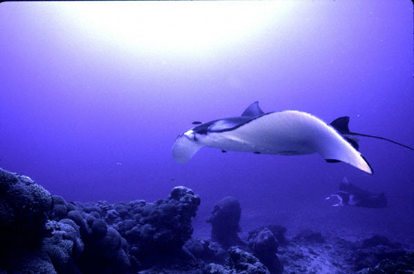 Manta