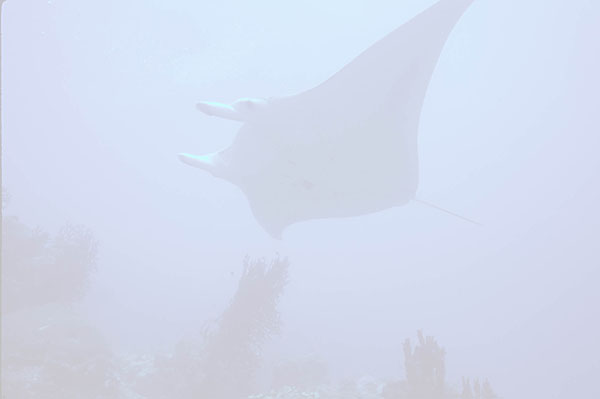 Manta
