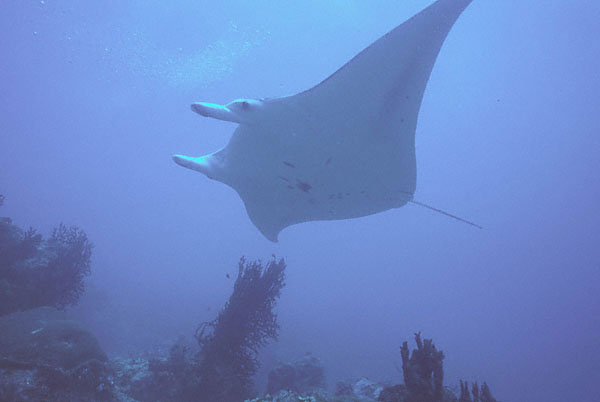 Manta