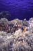 Anemone