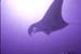 Manta