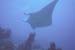 Manta