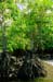 mangrove