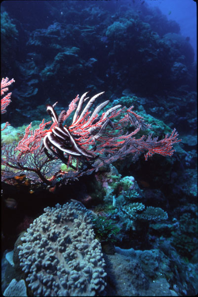 Chrinoid