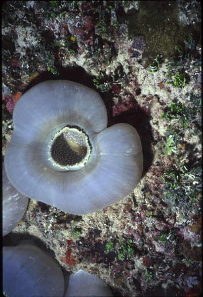 Corralimorph