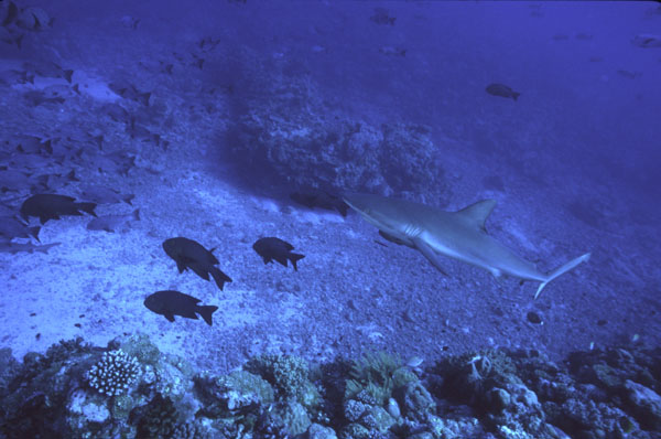 Shark