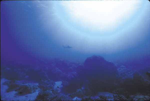 Shark