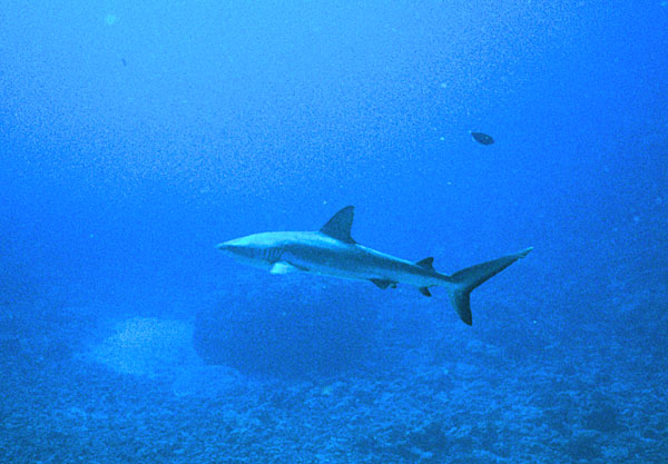 Shark