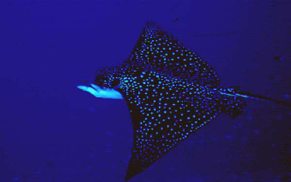 Spotted Eagle Ray