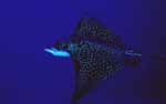 Eagle Ray