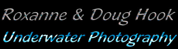 Underwater Photography