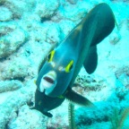 sharpnose puffer