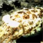 S_CuttleFish2