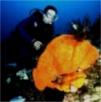 S_Doug_With_Sponge