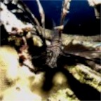 S_Lionfish