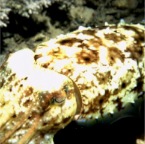 CuttleFish2