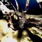 Lionfish