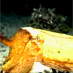CuttleFish1