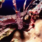 PNG_LIONFISH
