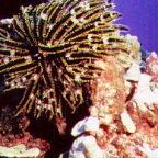 Crinoid