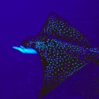 Eagleray