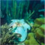S_Octopus_2000