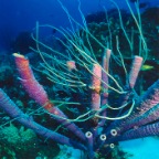 PurpleTubes_2000