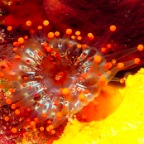 OrangeBall_2000