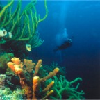 San_reef_Cuda_2000