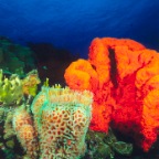 sponges_2000