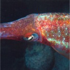 Squid_2000