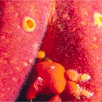 crypticcrab