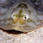 smallRay1