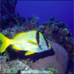 CeasarGrunt