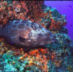 Groupercoral