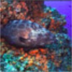 s_Groupercoral