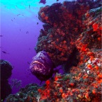 Grouperfrontview