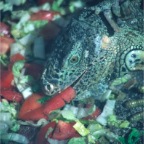 MrLizard