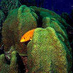 That Yellow Fish
