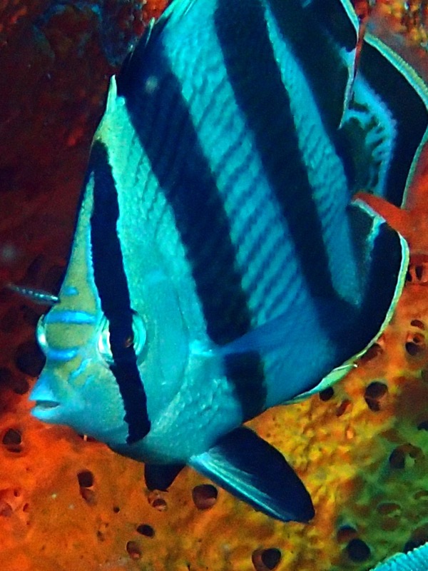 PA071541
