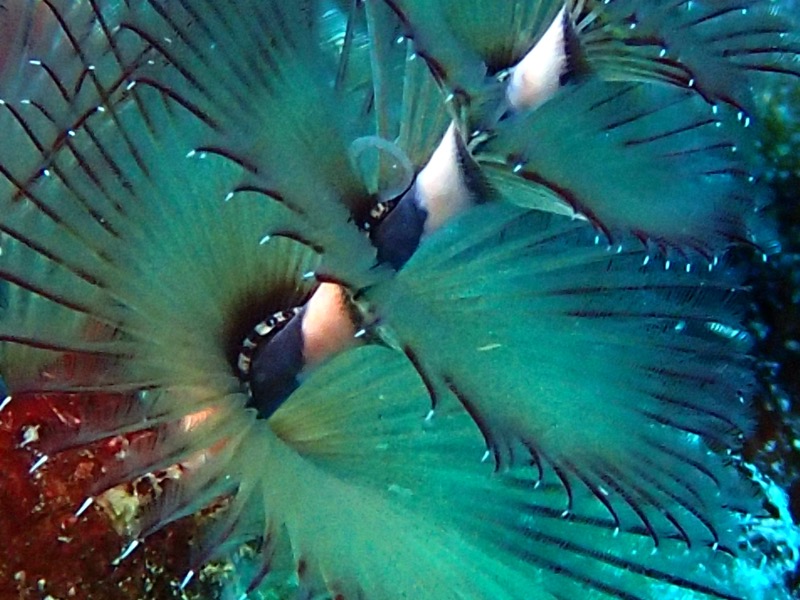 PA102108