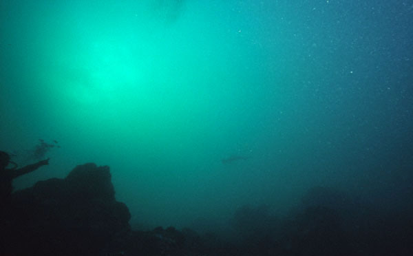 Hammerhead