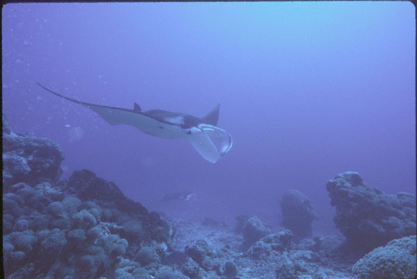 manta