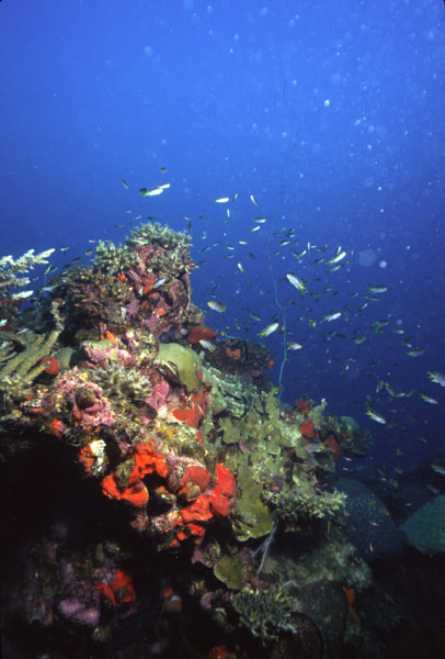 Reef
