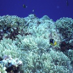 Anemone Clown