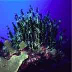 Chrinoid