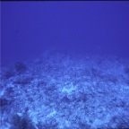 reef