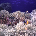 Anemone Clown 2
